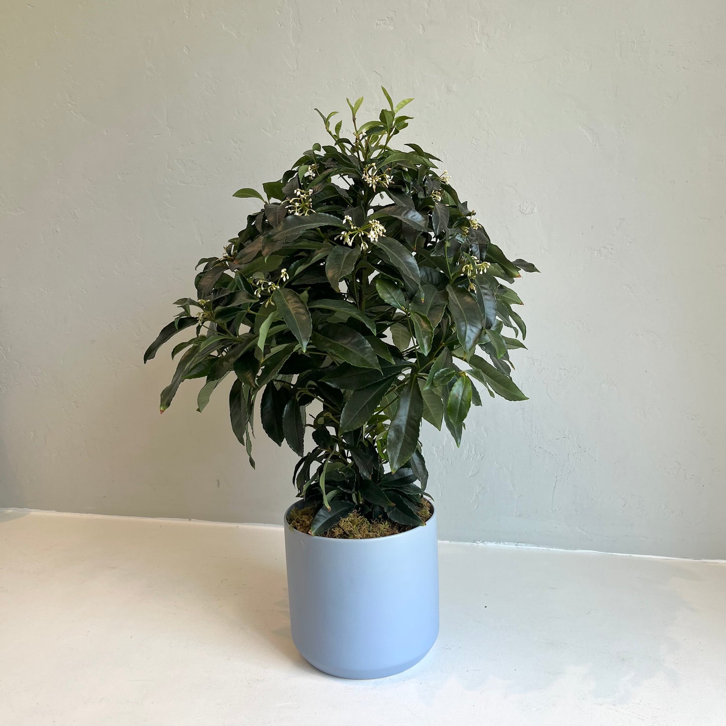 Ardisia Shrub in Matte Blue Pot