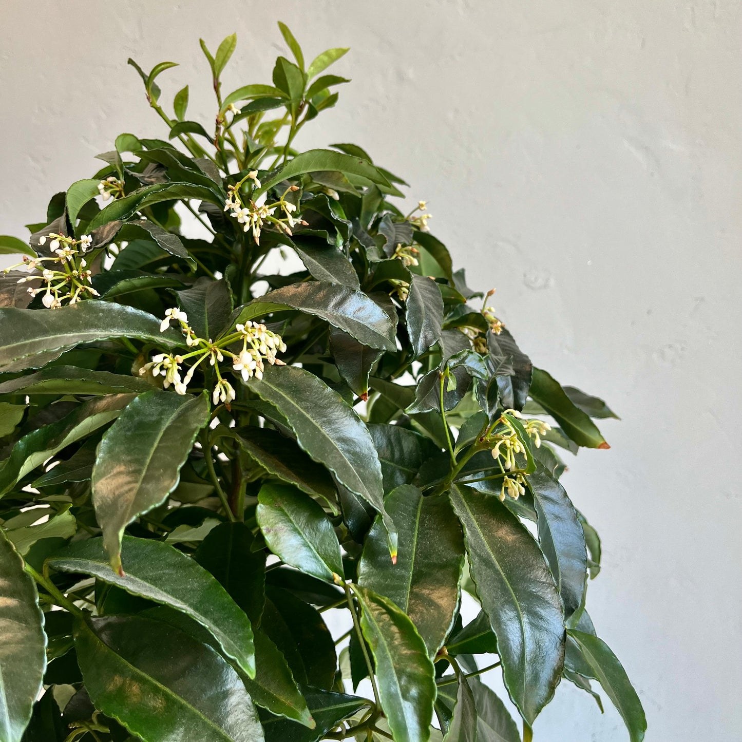 Ardisia Shrub in Matte Blue Pot