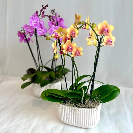 Mini Orchid Planter