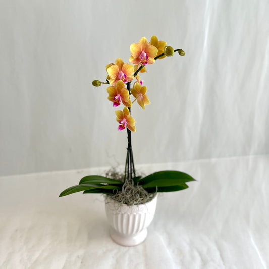 Mini Orchid - Gold Saffron