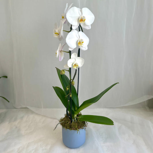 White Single Stem Orchid