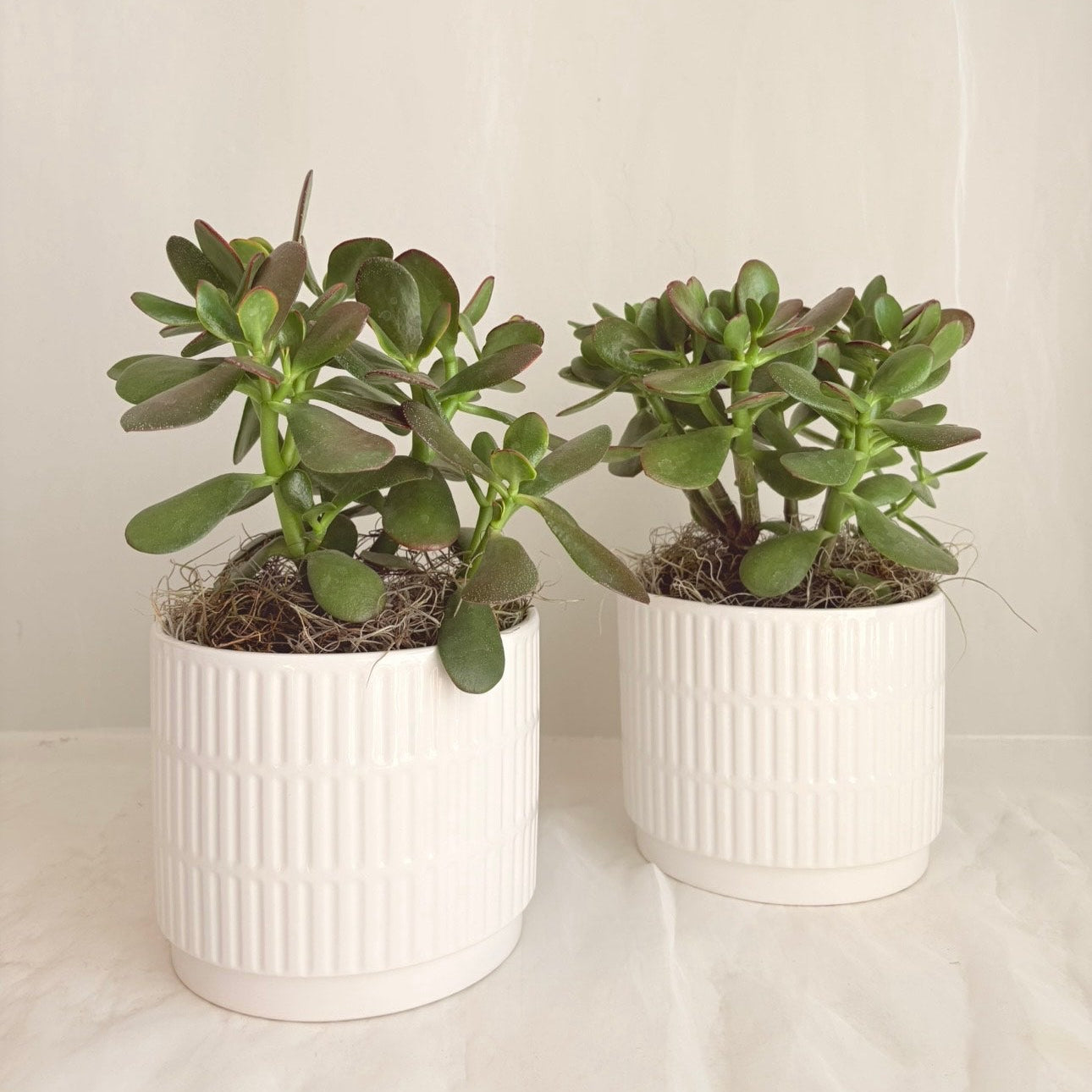 6" Jade Plant in White Ceramic Pot