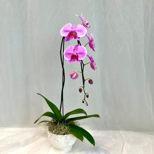 Blush Single Stem Orchid