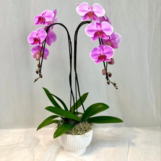 Blush Double Plant Orchid