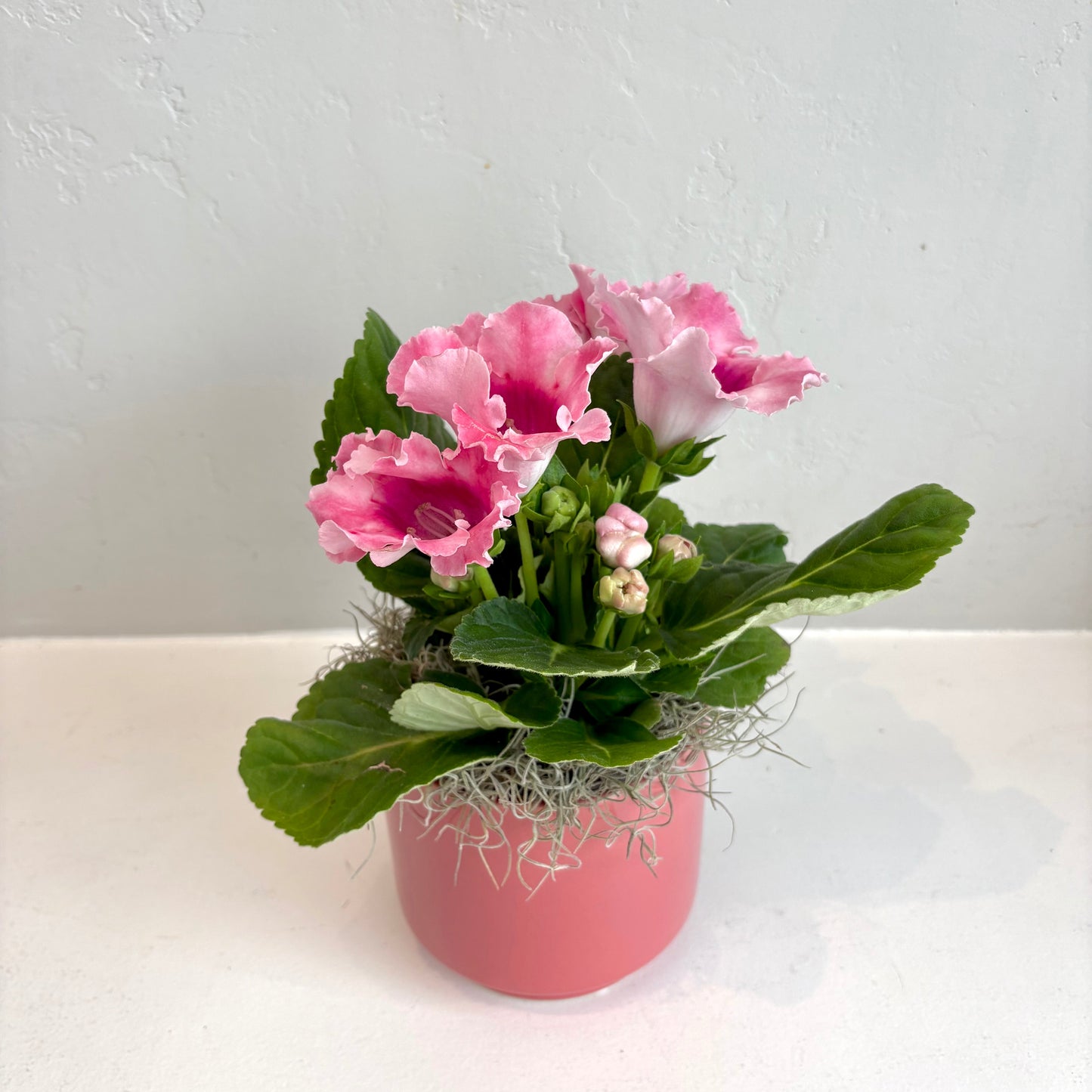Gloxinia