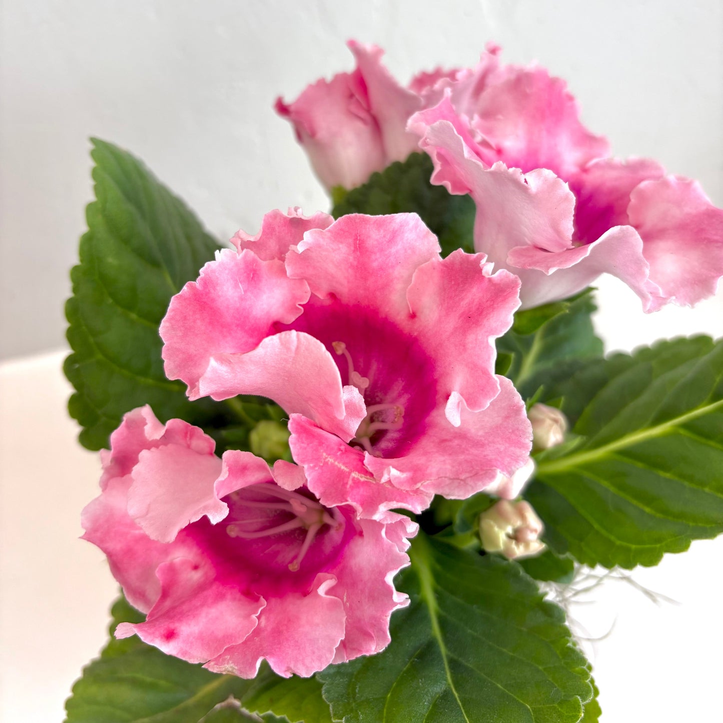 Gloxinia