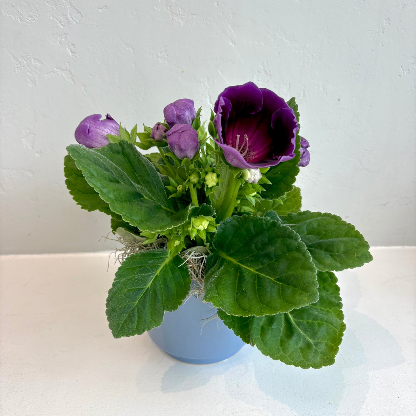 Gloxinia