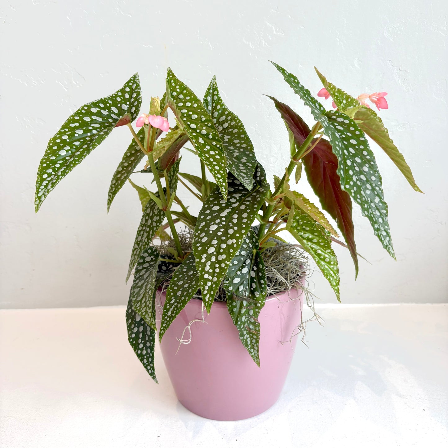 Polka Dot Begonia