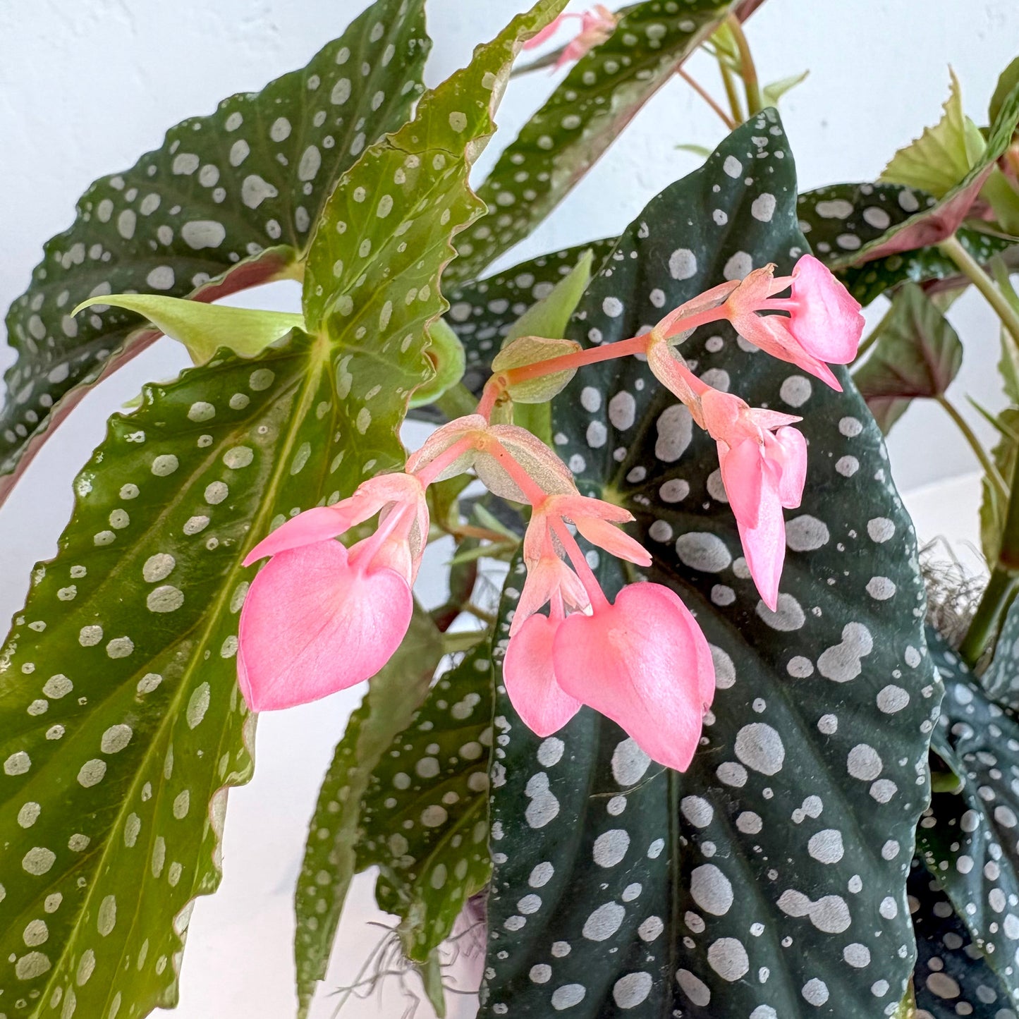Polka Dot Begonia