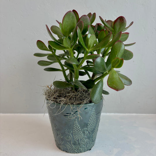 Jade Plant in Embossed Pot