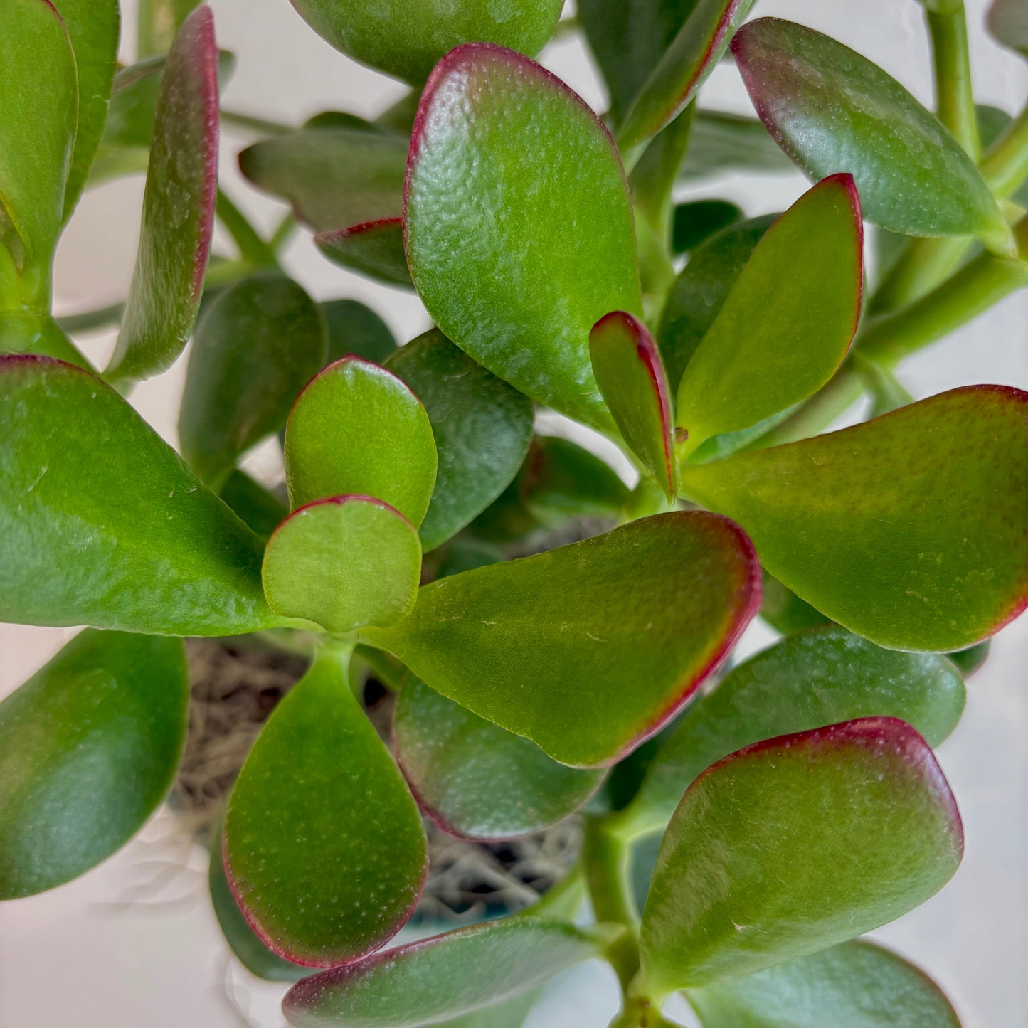 Jade Plant in Embossed Pot