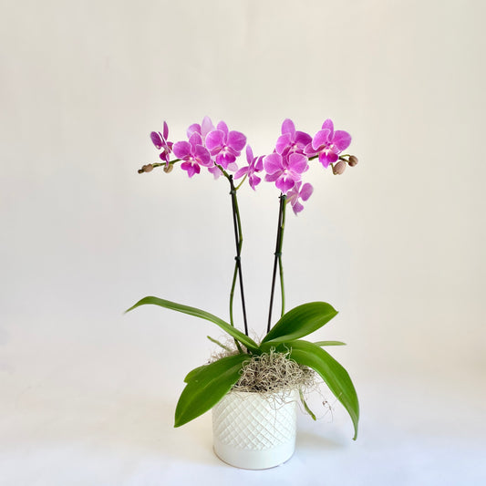 Mini Orchid- Pink