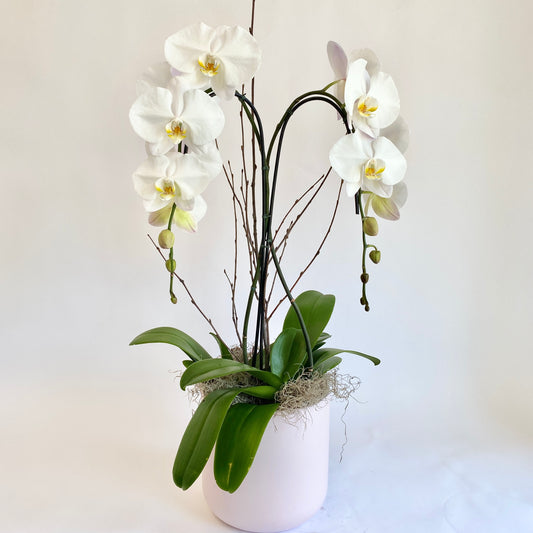 Double Plant Single Stem Orchid- White