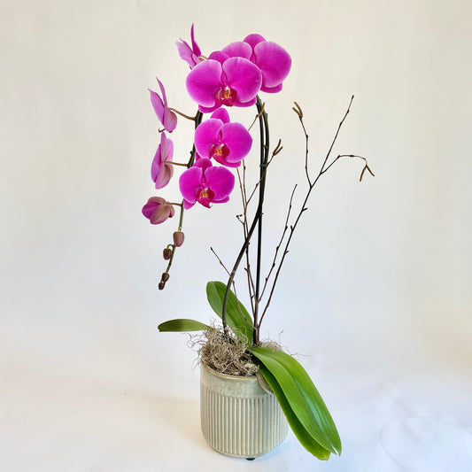 Magenta Single Stem Orchid