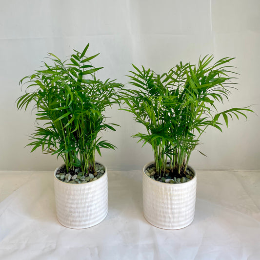 Neanthe Bella Palm