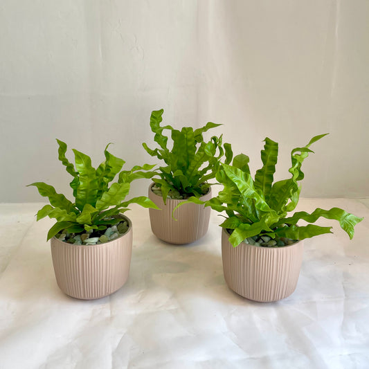 Crispy Wave Fern in Ribbed Taupe Pot