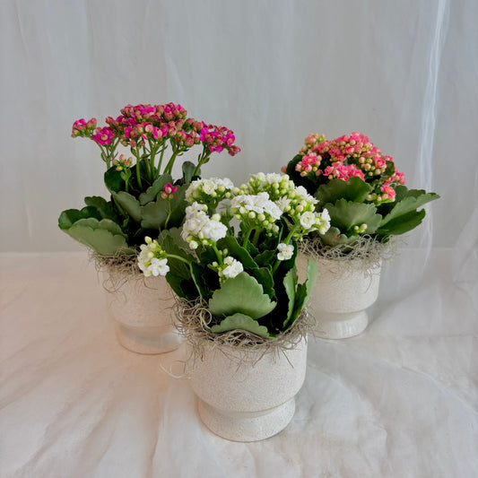 Calandiva in White Footed Pot