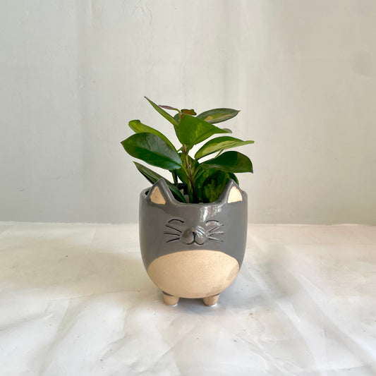 Mr. Whiskers' Hoya