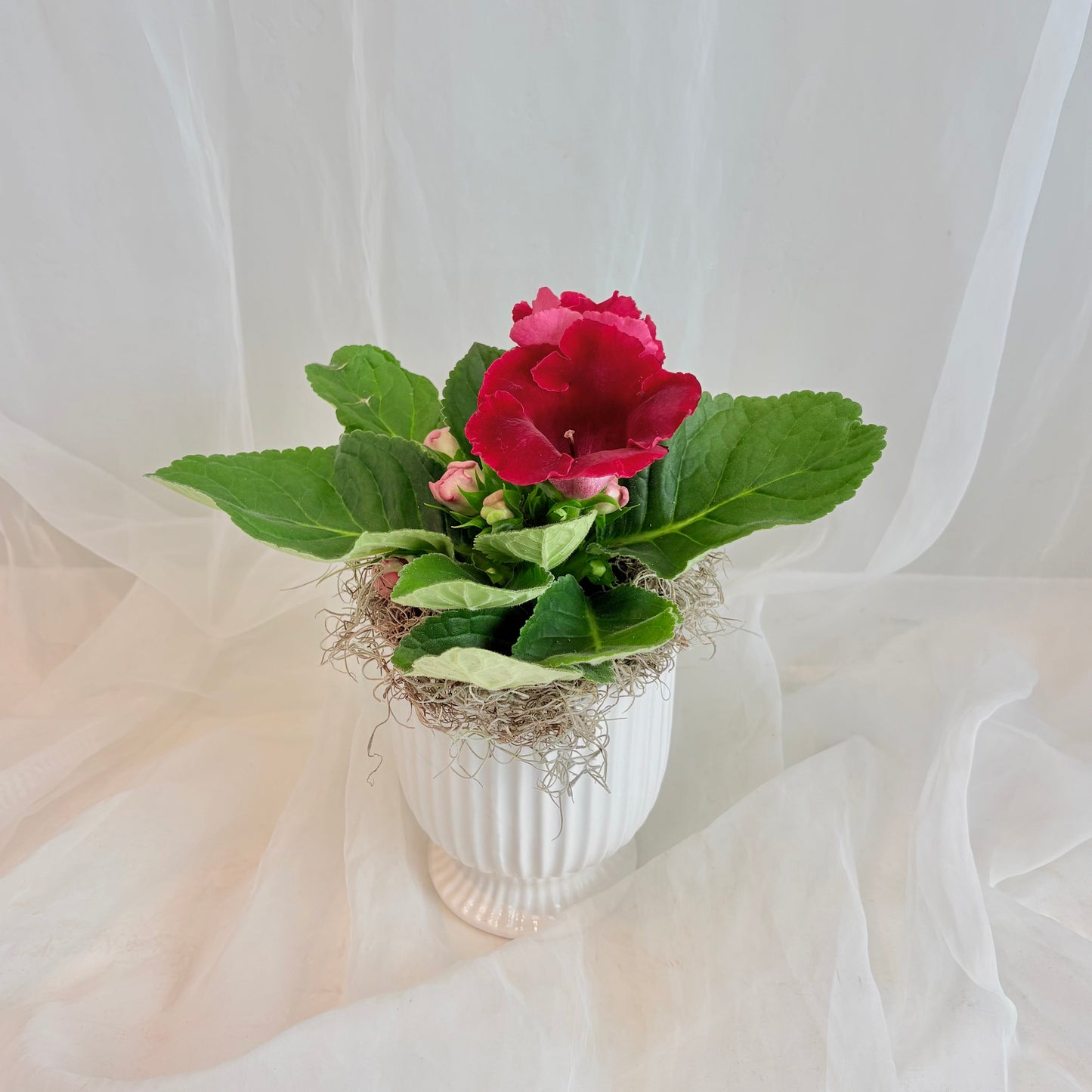 Gloxinia