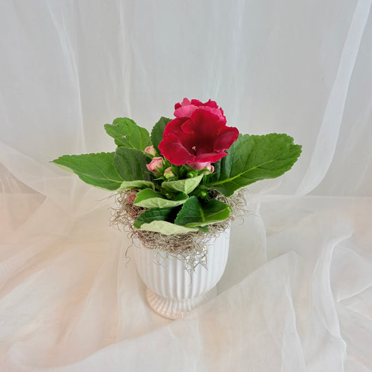 Gloxinia