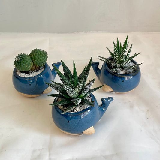 Baby Blue Whale Assorted Mini Succulents & Cacti