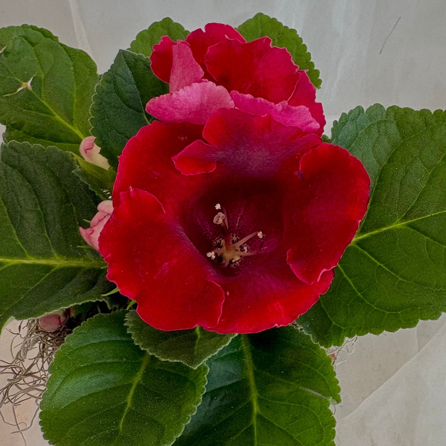Gloxinia