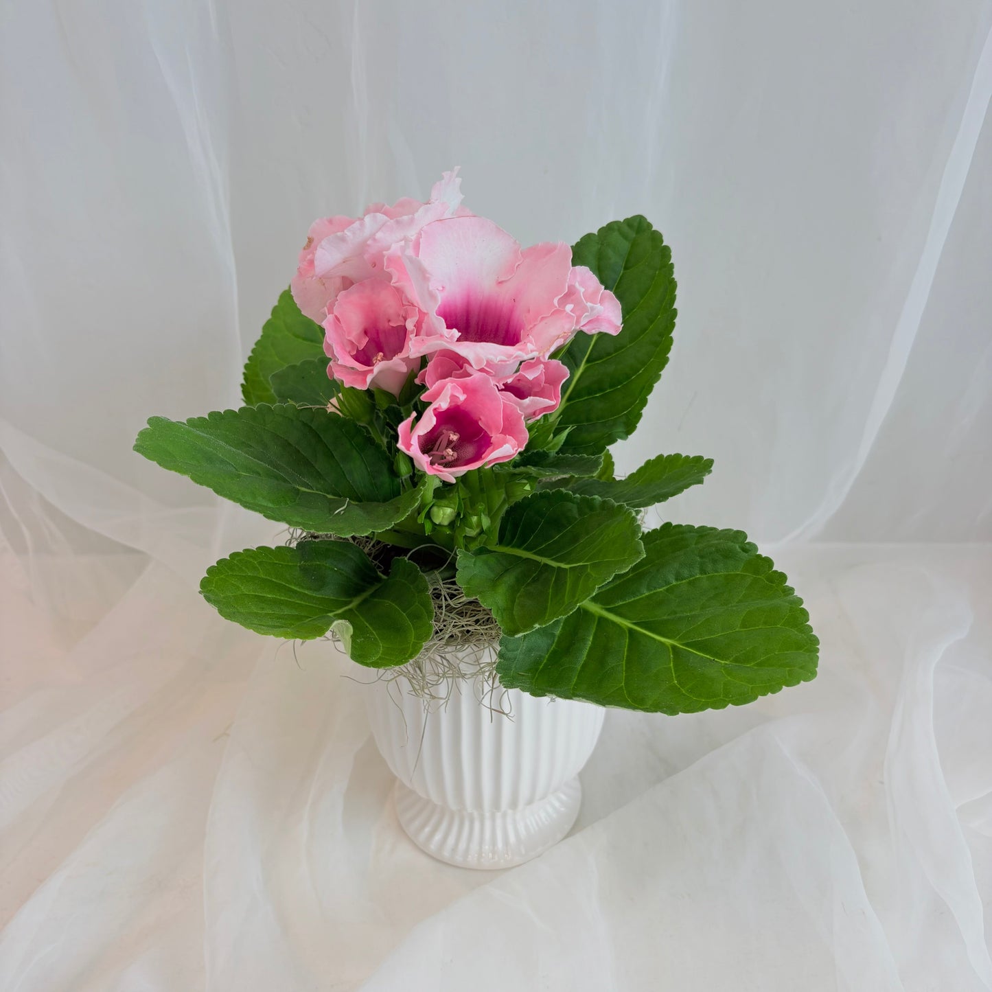 Gloxinia