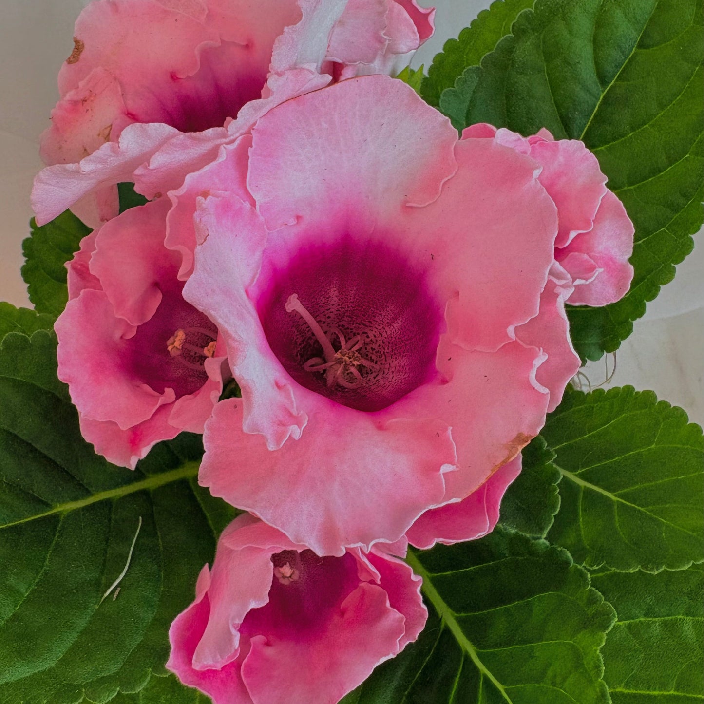 Gloxinia