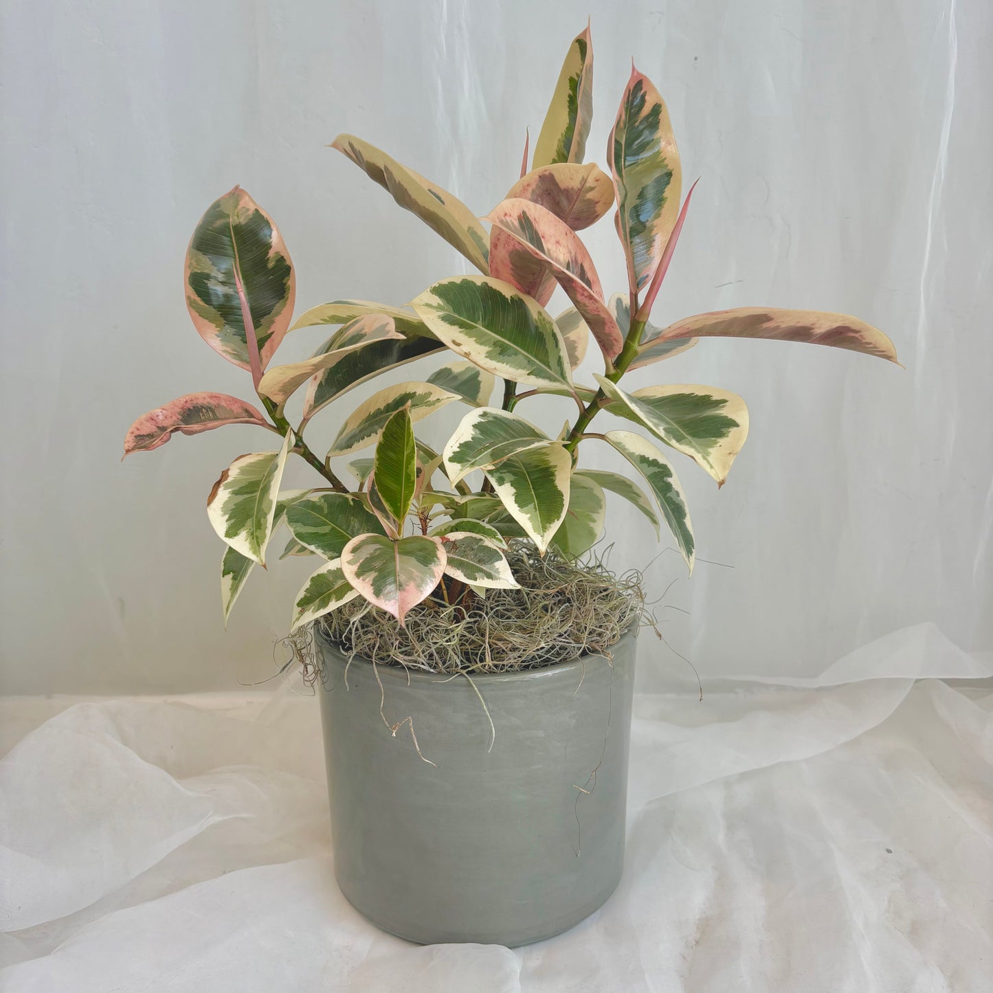 Ficus Tineke Plant