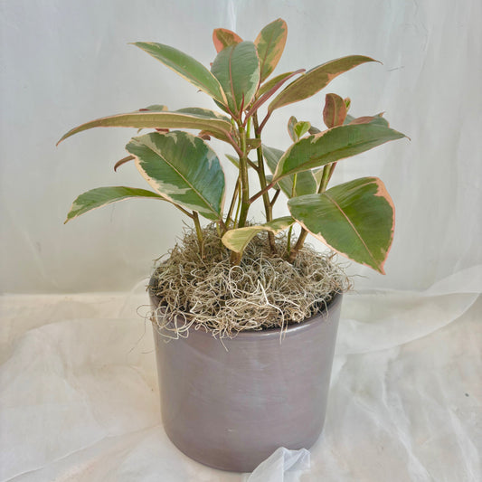 Ficus Ruby Plant