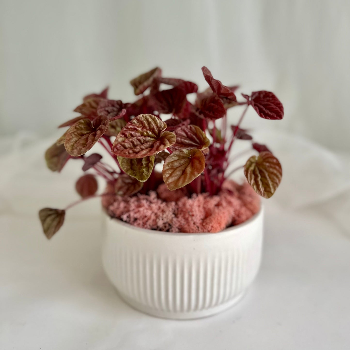 Peperomia in White Ribbed Pot