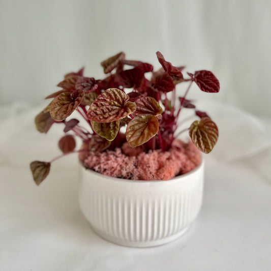 Peperomia in White Ribbed Pot
