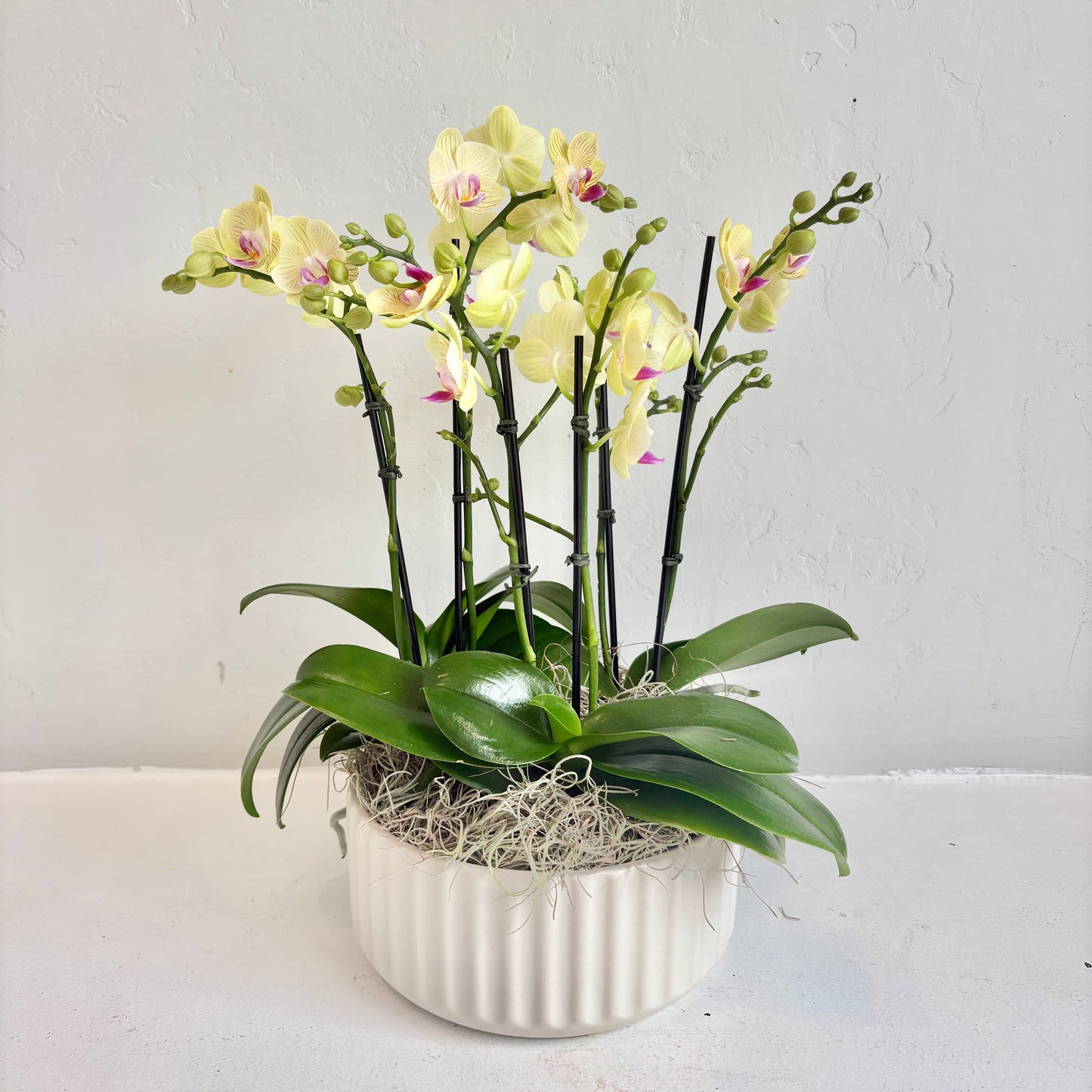 Triple Orchid Mini- Citron in White Pot