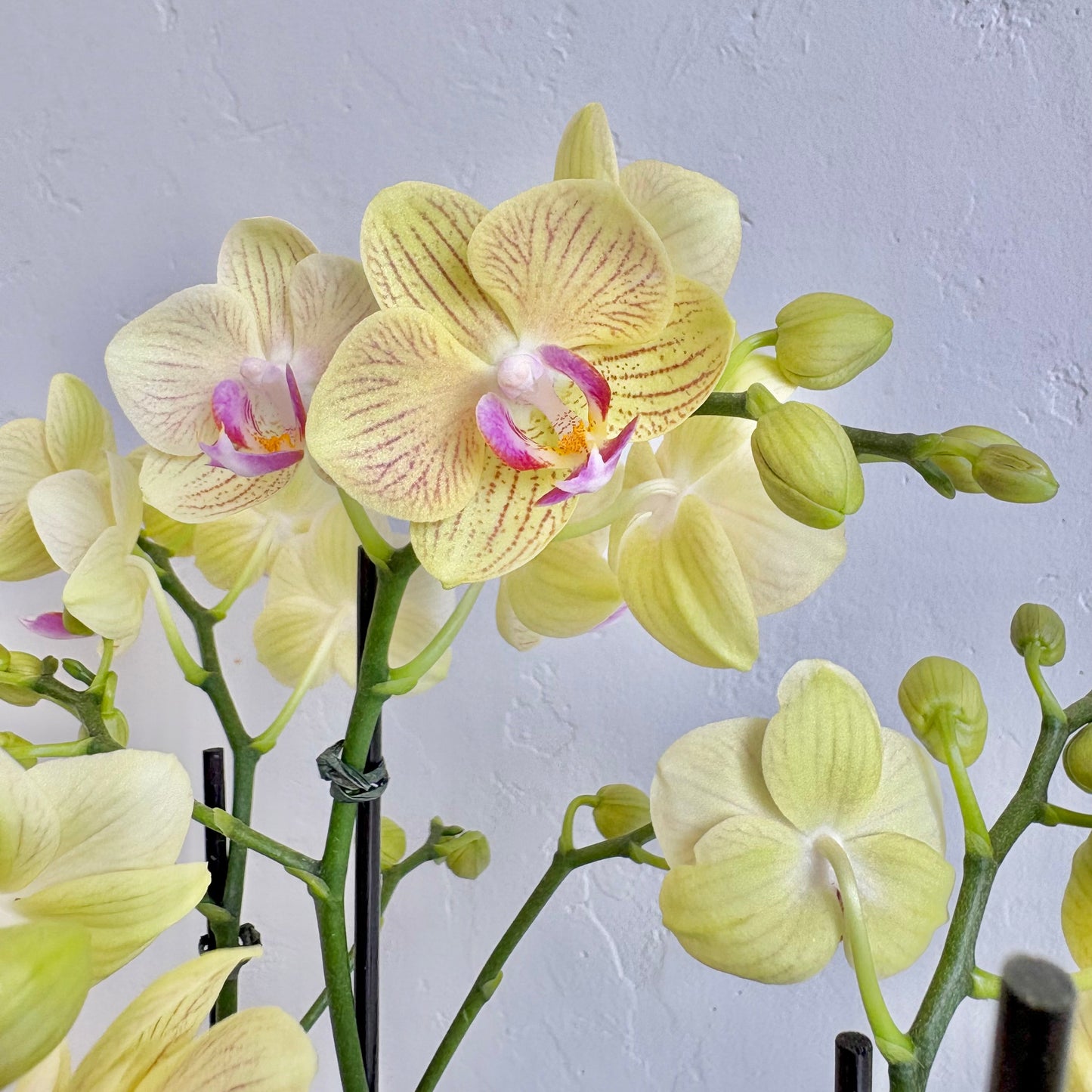 Triple Orchid Mini- Citron in White Pot