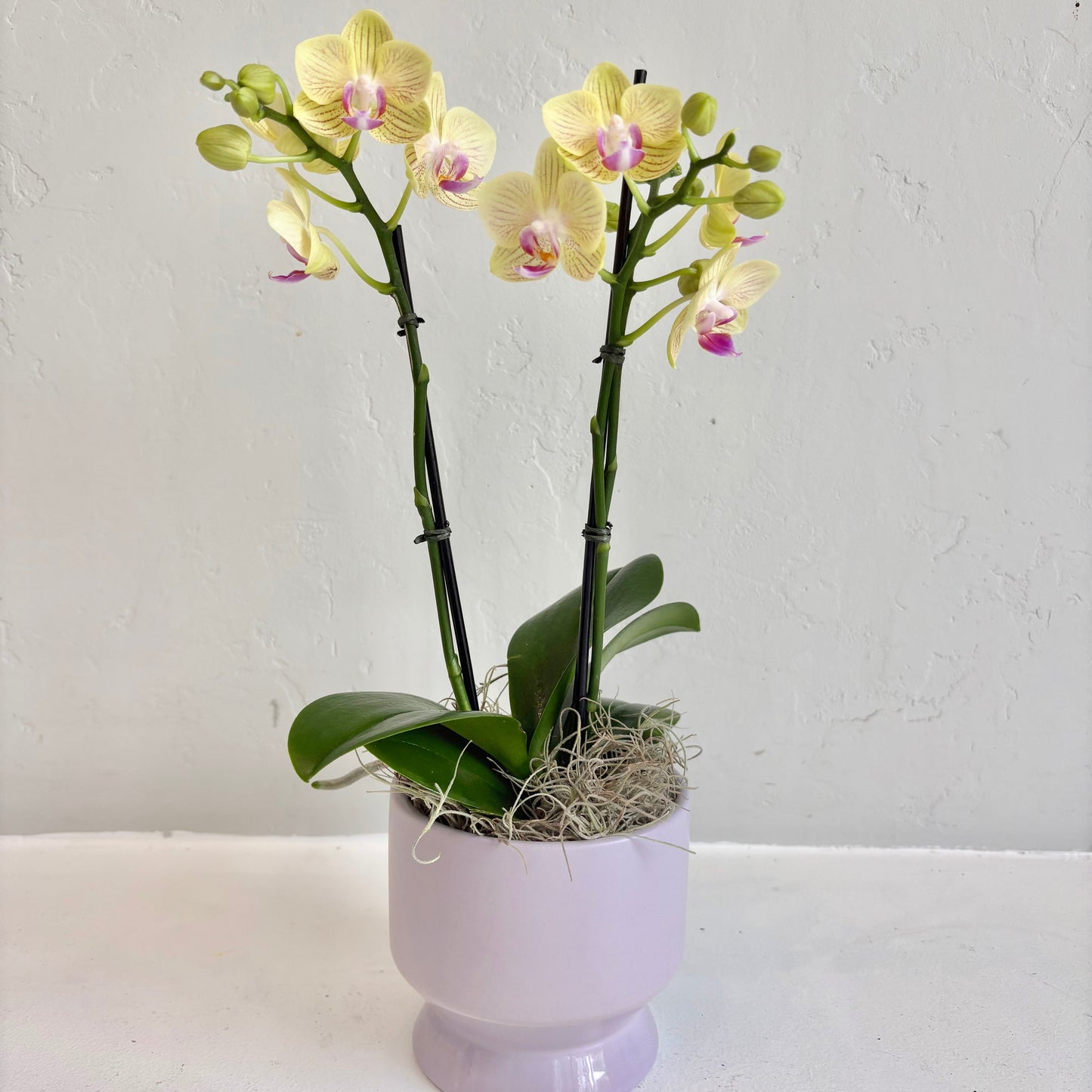 Mini Orchid in Purple Pot Footed Pot