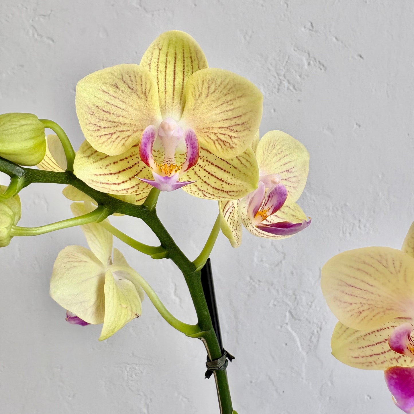 Mini Orchid in Purple Pot Footed Pot