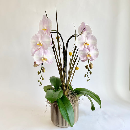 Blush Double Plant Orchid