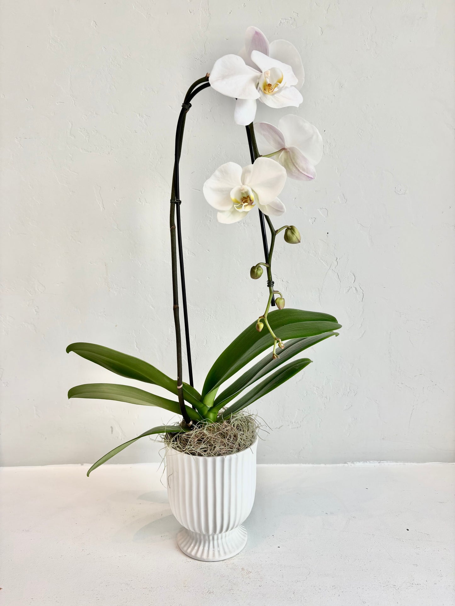 White Single Stem Orchid in Footed Pot