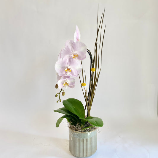 Blush Single Stem Orchid