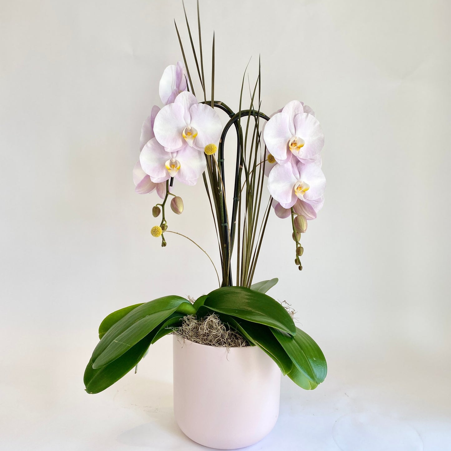 Blush Double Plant Orchid