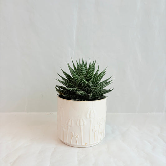 Mini Assorted Succulent in Embossed Cream Pot