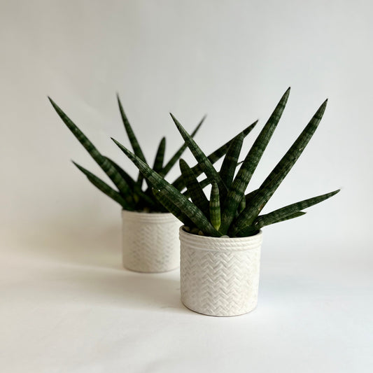 Starfish Sansevieria