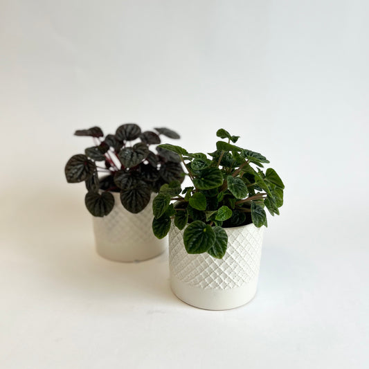 Ripple Peperomia in 4" White Pot