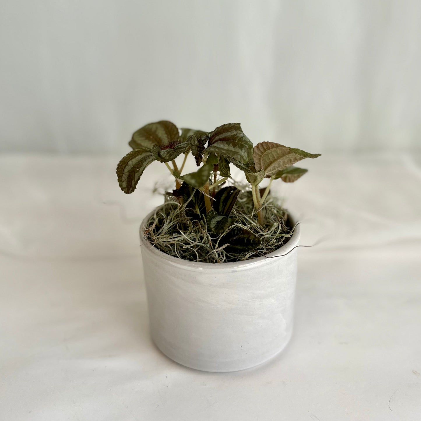 Assorted Pilea in Glazed Neutral Pot