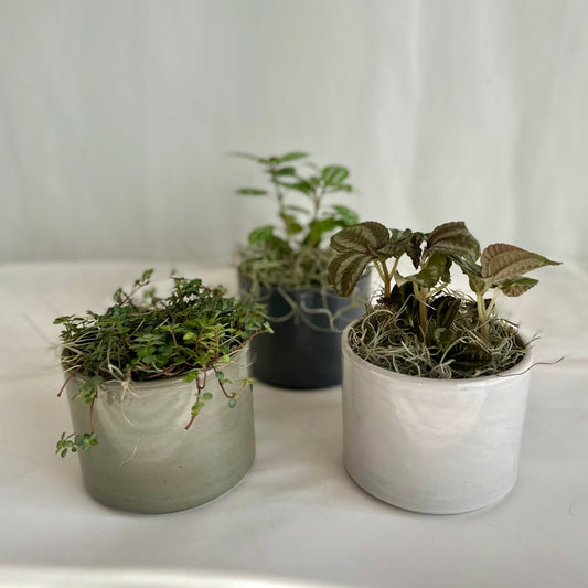 Assorted Pilea in Glazed Neutral Pot