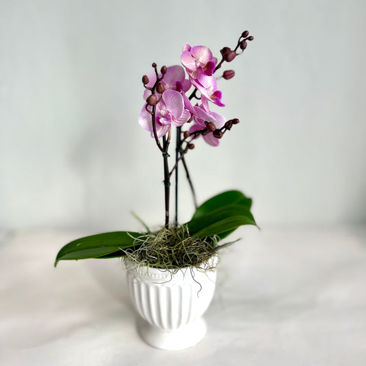 Mini Orchid - Pastel Magenta