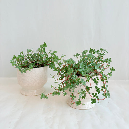 Pilea Aquamarine