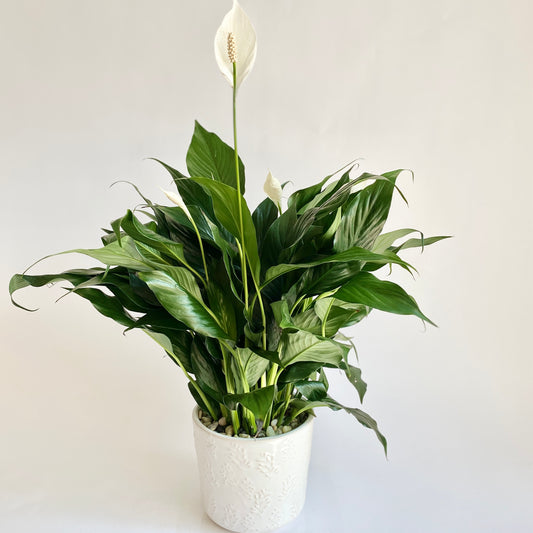 Peace Lily