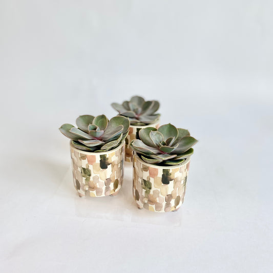 Neutral Watercolour Pot Succulent