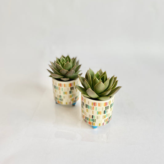 Tiny Stripe Pot Succulent